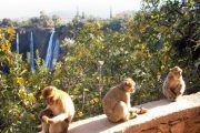 Ouzoud Waterfalls Excursion